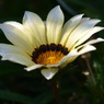 花と影