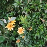 黄色いお花