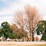 大師公園の大きな樹1