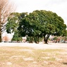 大師公園の大きな樹1
