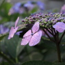 紫陽花