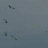コウノトリが5羽やってきた