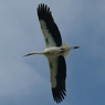 コウノトリ