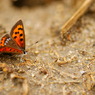 Orange＆Black