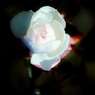 Glittering Rose
