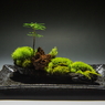 裏ワザ25　癒しの苔盆栽 里山の風景