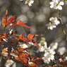 コスモスじゃない秋桜