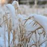 雪の日#9