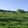 放牧地で足腰を鍛える牛たち