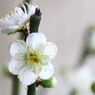 梅花（青軸　月影）
