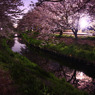 chrry blossoms #008
