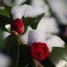 雪・山茶花