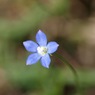 川辺に咲いていた花