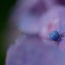 DSC_0984紫陽花