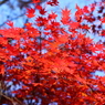 Colored leaves