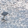 鳥のいる風景　コサギ