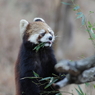 多摩動物公園