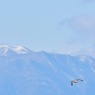 鳥のいる風景　ハヤブサ