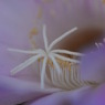 サボテンの花