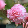 花便り（紅白）