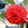 花便り（紅）
