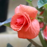花便り（ピンク）
