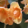 花便り（オレンジ）