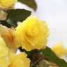 花便り（黄）