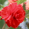 花便り（紅２）