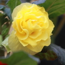 花便り（黄２）JPG