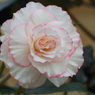 花便り（紅白２）