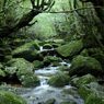 Yakushima