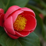 Camellia amplexicaulis'King'