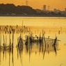 手賀沼　水鳥の楽園