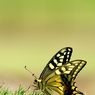 butterfly paradise 2 ギャラリー
