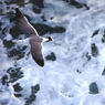 Flying Over the　Sea 　