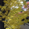 四所神社の銀杏 その３