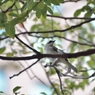 台湾の野鳥【シロガシラ】