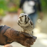 掛川花鳥園 その９ 一休み