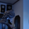 BIRDCARVING (7)
