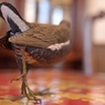BIRDCARVING (8)