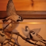 BIRDCARVING (10)