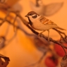 BIRDCARVING (12)