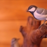BIRDCARVING (13)
