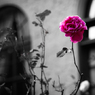 Red rose