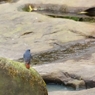 台湾の野鳥【カワビタキ-1】