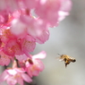 桜　ミツバチ