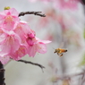 Honey bee