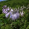 高山に咲く花