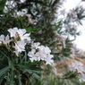 ポジターノの花